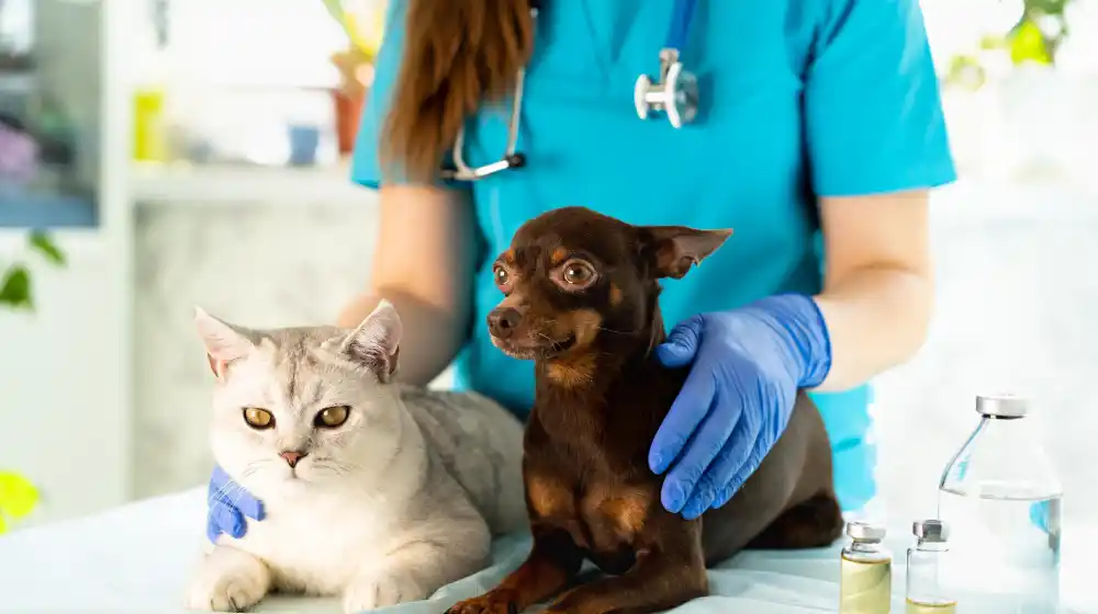 Trisol AGIL Tierversicherung Hunde Katzen Haustiere Kärnten